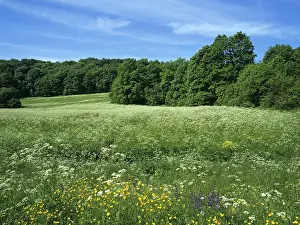 Summer Forest Landscape Impressions: Meadows in summer, Thuringia, Germany