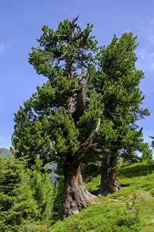 Bad Gastein Resort Town Impressions: Mighty stone pine, tree on the stone pine path