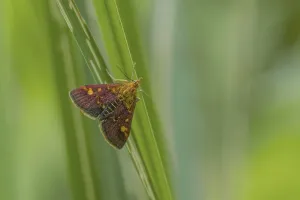 Natural Uninhabited Environments Impressions: Mint Moth