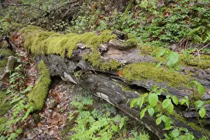 Tree Trunk Moss Growth Impressions: Modernizing tree trunk, tree trunk
