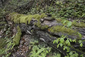 Overgrown With Moss Impressions: Modernizing tree trunk, tree trunk