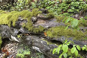 Overgrown With Moss Trees Impressions: Modernizing tree trunk, tree trunk