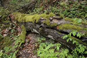 Moss Covered Landscape Impressions: Modernizing tree trunk, tree trunk