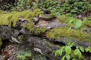 Overgrown With Moss Trees Impressions: Modernizing tree trunk, tree trunk