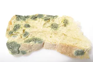 Moldy Bread Impressions: Moldy bread