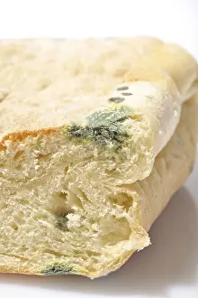 Moldy Bread Impressions: Moldy bread