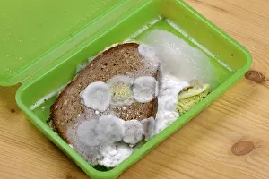 Moldy Bread Impressions: Moldy bread, snack in a box
