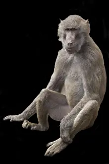 Natural Environment Wildlife Photo Impressions: Monkey on a black background