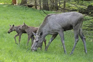 New World Deer Species Impressions: Moose
