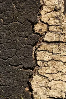 Tree Bark Close Up Impressions: Moss and pattern in old tree bark
