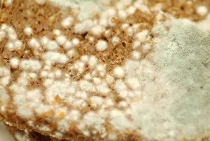 Wholewheat Bread Impressions: Mouldy bread