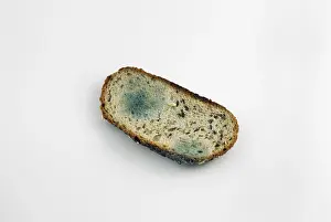 Studio Shot Of Bread Impressions: Mouldy slice of bread