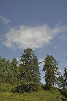 Mountain Forest Landscape Impressions: Mountain forest, forest, tree, trees