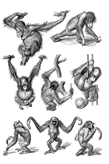 Endangered Species Drawing Impressions: Movement study, postures of various apes