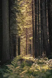 Images datées du 18 juin 2024: Un chemin étroit mène à travers une forêt peu dense.