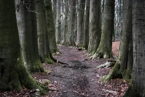 Beech Trees Impressions: Nice footpath between large beech trees
