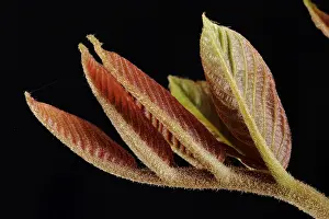 Leaf Detail View Impressions: Nut sheet in spring