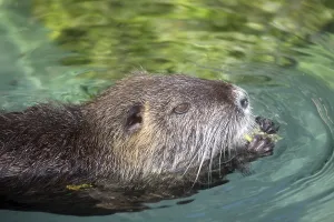 Rodent Animal Impressions: Nutria