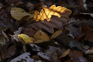 Fall Season Images Impressions: Oak leaf, backlight