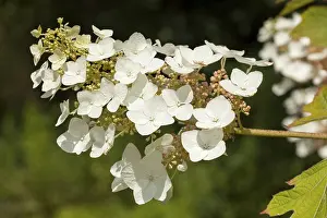 Oakleaf Hydrangea Impressions: Oakleaf Hydrangea (Hydrangea quercifolia)