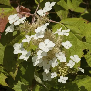 Oakleaf Hydrangea Impressions: Oakleaf Hydrangea (Hydrangea quercifolia)
