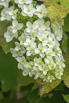 Oakleaf Hydrangea Impressions: Oakleaf hydrangea (Hydrangea quercifolia)