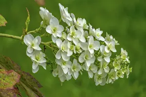 Oakleaf Hydrangea Impressions: Oakleaf hydrangea (Hydrangea quercifolia)