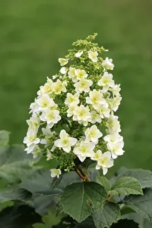 European Hydrangeas Impressions: Oakleaf hydrangea (Hydrangea quercifolia)