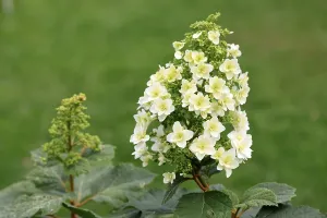 European Hydrangeas Impressions: Oakleaf hydrangea (Hydrangea quercifolia)