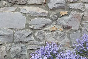 British Architecture Design Impressions: Old stone wall with flowers background texture