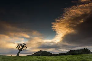 Deserted Island Scenery Impressions: Old tree with dramatic thundercloud