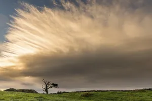 Atmospheric Tree Photography Impressions: Old tree with dramatic thundercloud