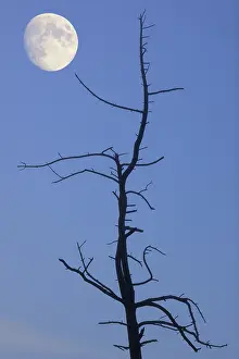 Backlight Shot Of A Tree Impressions: Old tree with the moon, composing