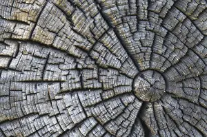 Old Tree Trunk Impressions: Old tree trunk