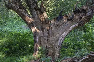 Old Willow Tree Impressions: Old willow tree (Salix) split by lightning