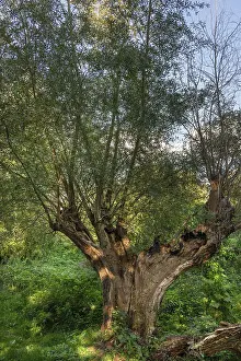 Old Willow Tree Impressions: Old willow tree (Salix) split by lightning