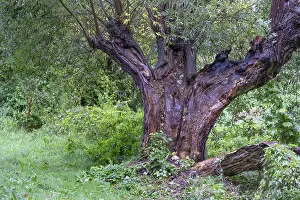 Old Willow Tree Impressions: Old willow tree (Salix) split by lightning