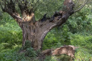 Old Willow Tree Impressions: Old willow tree (Salix) split by lightning