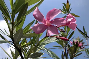 Ornamental Plant Photos Impressions: Oleander