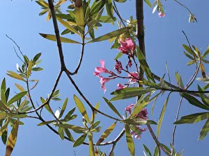 Summer Flowers Impressions: Oleander