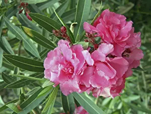 Pink Rose Blossom Impressions: Oleander