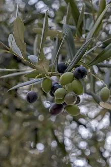 European Olive Trees Impressions: Olive grove