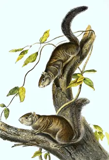 Color Lithograph Reproduction Impressions: Ollie squirrel (Sciurus colliaei)