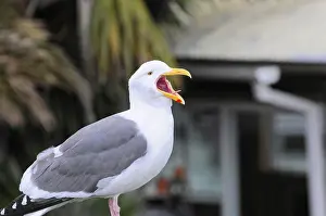 California Wildlife Impressions: Open-billed seagull against blurred background