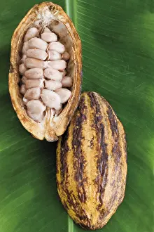 Studio Shot Still Life Impressions: Opened Cocoa fruit