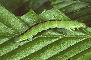 Geometer Moth Caterpillar Impressions: Oporinia dilutata, spanner caterpillar