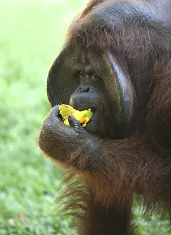 Wildlife Food Photography Impressions: The orangutan eats a mango