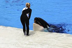 L'orque Impressions: Une orque dans la piscine interagit avec un entraîneur à la surface.
