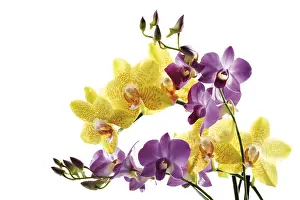 Plant Life Nature Impressions: Orchids