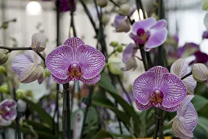 Purple Flowering Plants Impressions: Orchids